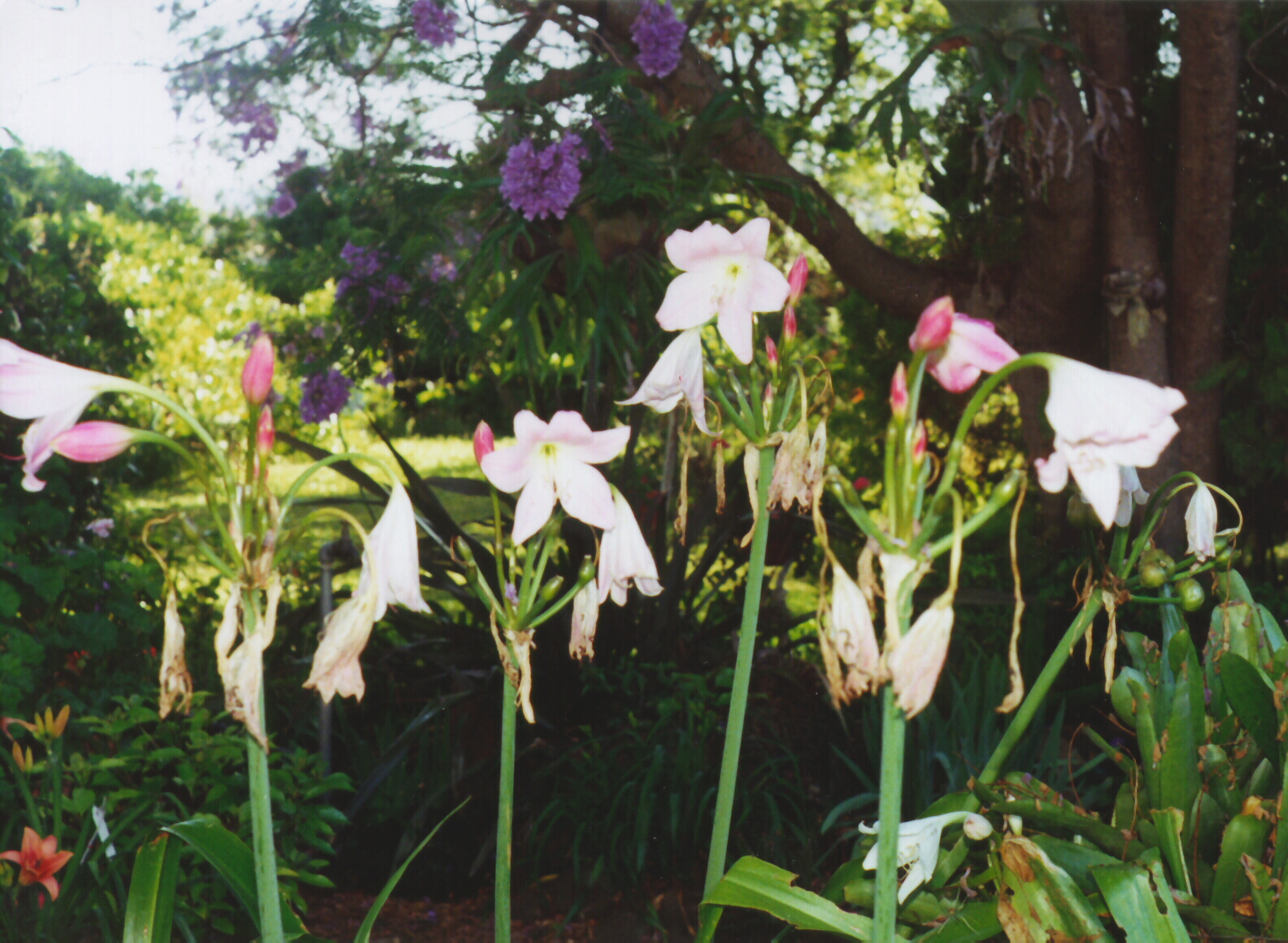 crinum latifolium