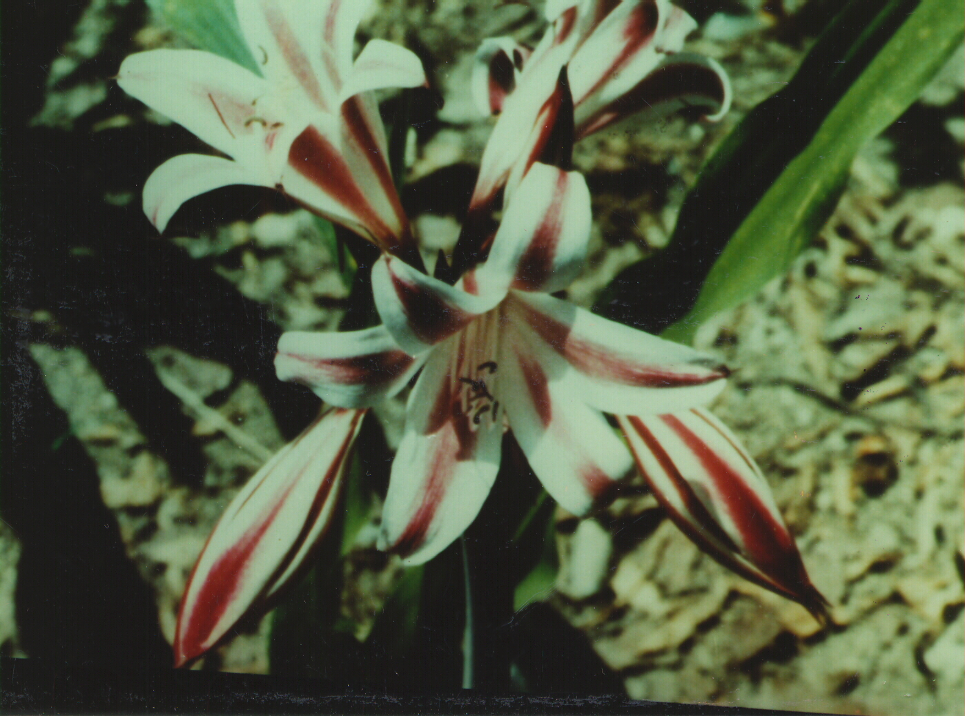 crinum latifolium